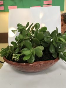 Vaso di ceramica con piante